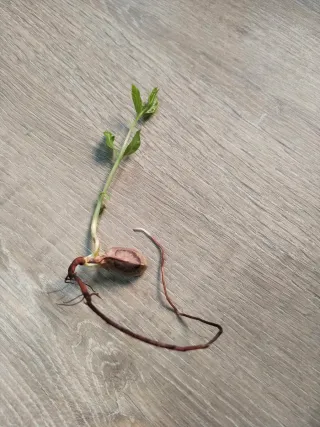 20 semillas de pistacho para germinar