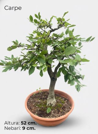 Bonsai Carpe - Altura 52 cm, Nebari 9 cm
