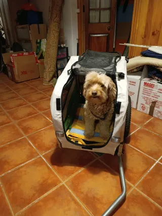 Remolque Bicicleta Perros Mediano - snoopy