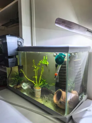 Acuario 28L plata con decoración de regalo