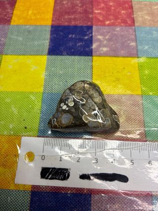 Mineral Turritela Fósil