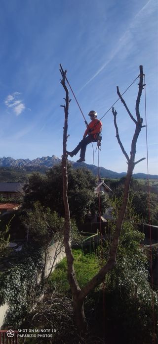 Poda y Tala de Arboles