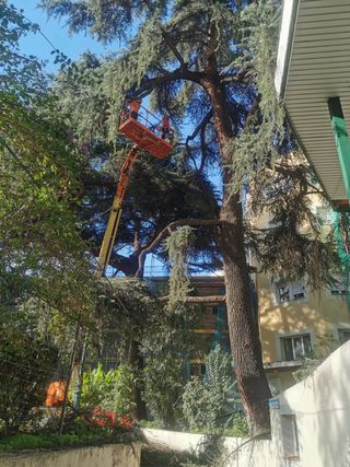 Poda y Tala de Arboles