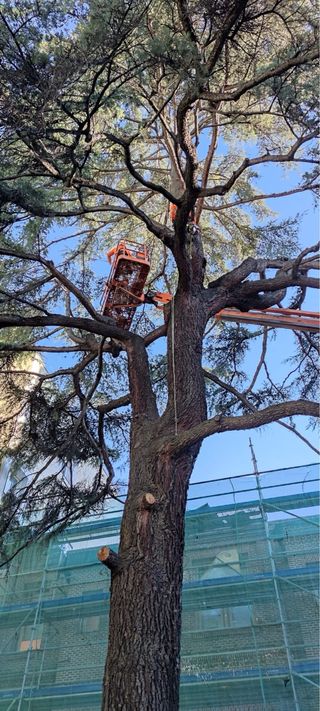 Poda y Tala de Arboles