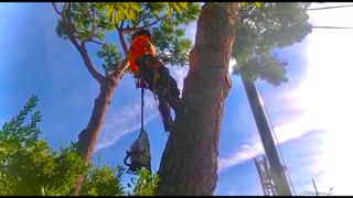 Poda y Tala de Arboles