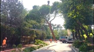 Poda y Tala de Arboles