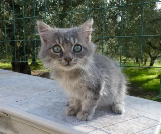 Fotocamera bridge Digitale Panasonic Lumix DMC-FZ2