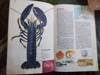 Guía de Los Peces de Mar. Atlántico y Mediterraneo