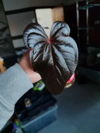 Anthurium Red Beauty