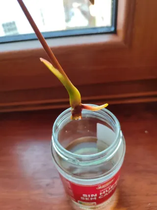 Anthurium Red Beauty