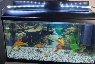 Acuario peces con mesa