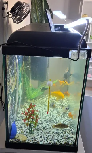 Acuario peces con mesa