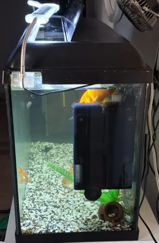 Acuario peces con mesa