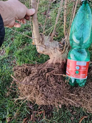 Bonsai Acer Buergeriano