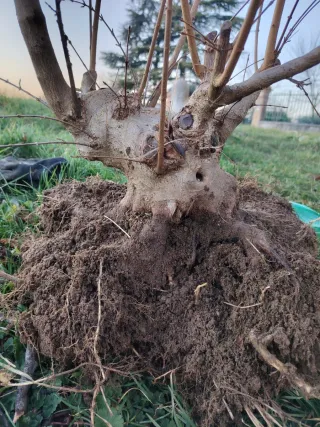 Bonsai Acer Buergeriano