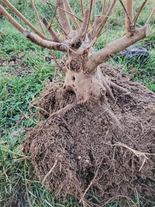 Bonsai Acer Buergeriano