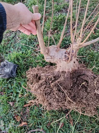 Bonsai Acer Buergeriano