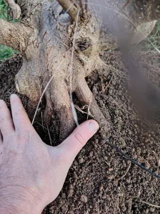 Bonsai Acer Buergeriano