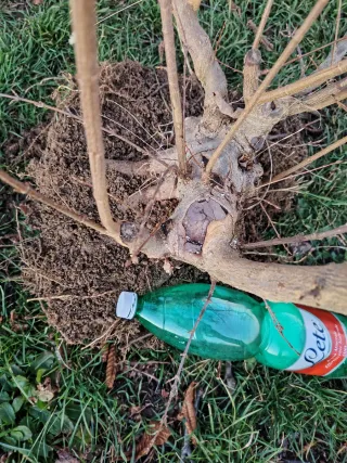 Bonsai Acer Buergeriano