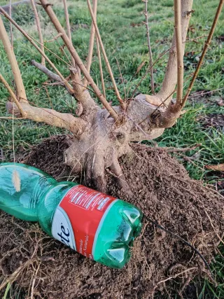 Bonsai Acer Buergeriano