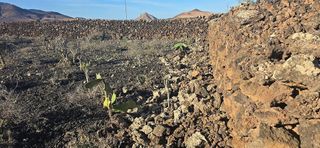 Terreno en venta en La Oliva pueblo en Oliva (La)