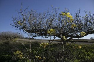 Solar en venta en La Banda - Campo de Fútbol en Chiclana de la Frontera