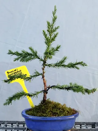 Junípero Chinensis Stricta Bonsái