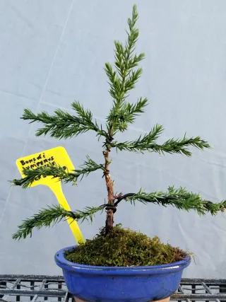 Junípero Chinensis Stricta Bonsái