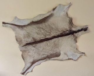 Piel de Cabra Natural - Decoración o Alfombra