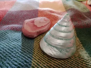 Caracola Pirámide Nacarada