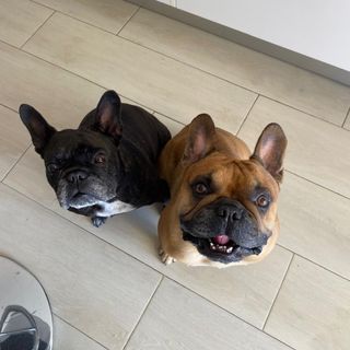 Adiestramiento y educación canina