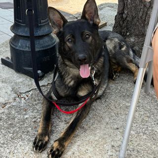 Adiestramiento y educación canina