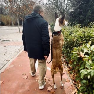 Adiestramiento y educación canina