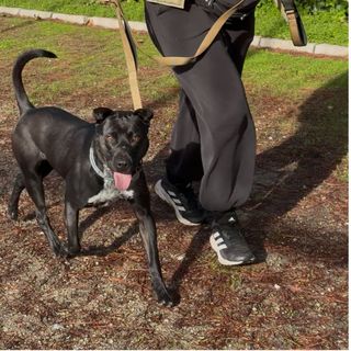 Adiestramiento y educación canina