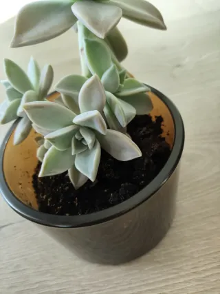 Planta Suculenta en Maceta cristal
