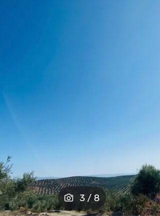 OLIVAR 3.400 olivos REGADIO con caserio.