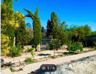 OLIVAR 3.400 olivos REGADIO con caserio.