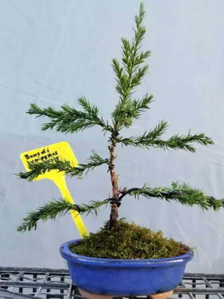 JOVEN BONSÁI JUNÍPERO CHINENSIS STRICTA