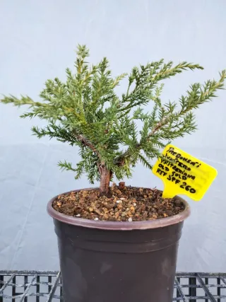 PREBONSÁI JUNÍPERO PIFTZERIANA OLD GOLD