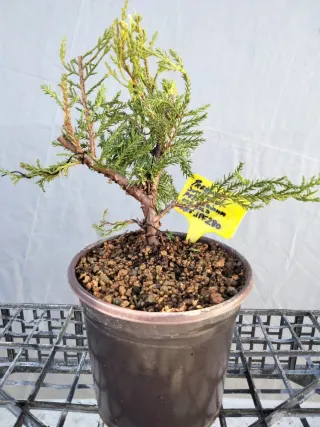 PREBONSÁI JUNÍPERO PIFTZERIANA OLD GOLD