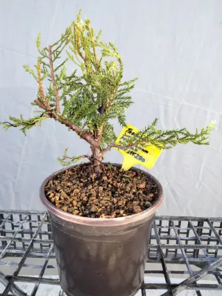 PREBONSÁI JUNÍPERO PIFTZERIANA OLD GOLD