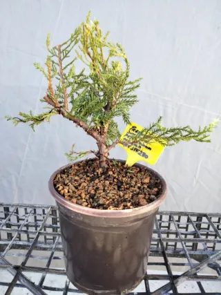 PREBONSÁI JUNÍPERO PIFTZERIANA OLD GOLD