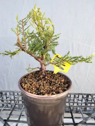 PREBONSÁI JUNÍPERO PIFTZERIANA OLD GOLD
