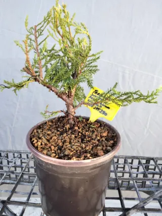 PREBONSÁI JUNÍPERO PIFTZERIANA OLD GOLD