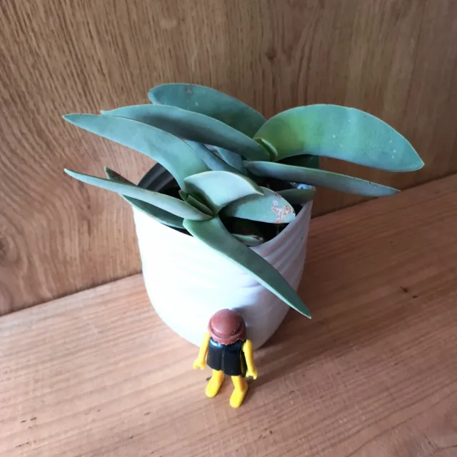 "ALETAS DE TIBURÓN"Planta Suculenta