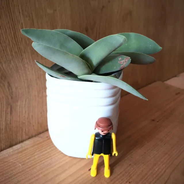 "ALETAS DE TIBURÓN"Planta Suculenta