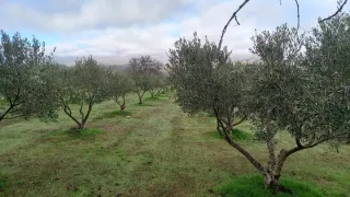 Olivos de 13 años con alta producción