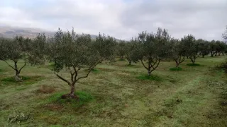 Olivos de 13 años con alta producción