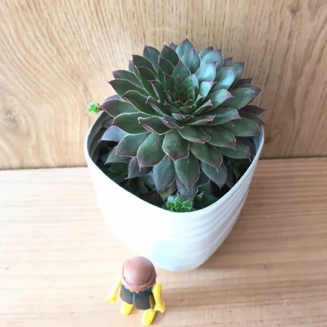 "SIEMPREVIVA GRAPETONE" Planta suculenta