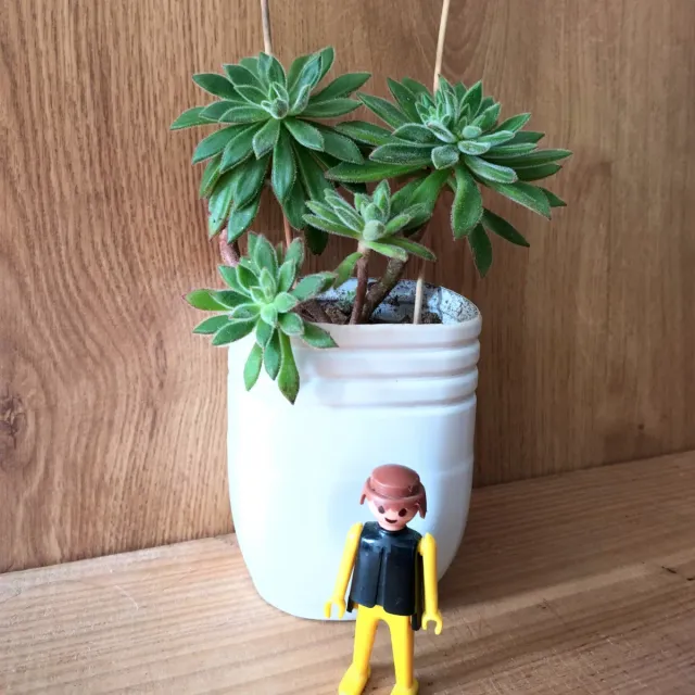 "FLOR DE FUEGO" Planta Suculenta